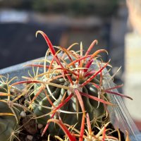 Кактуси FEROCACTUS LATISPINUS, снимка 6 - Градински цветя и растения - 44320408