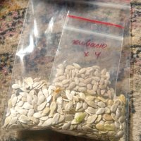 семена и разсад кивано - африканска - рогата краставица, снимка 3 - Сортови семена и луковици - 44397067
