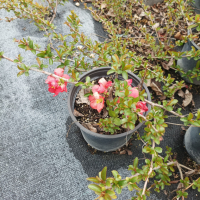 Розова Японска дюля, CHAENOMELES SUPERBA 'PINK TRAIL', снимка 5 - Градински цветя и растения - 39411158