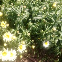 Продавам цветя Градинска маргарита – бяла и жълта, разсад, снимка 8 - Разсади - 44297106