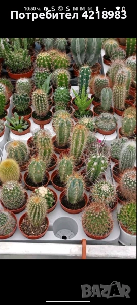 Мини Сукуленти и Мини Кактуси, снимка 1