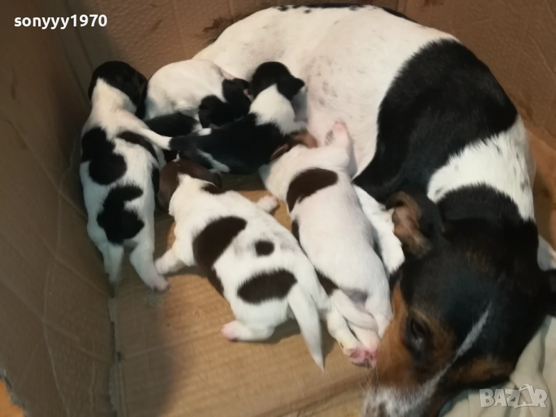 ДЖАК-СЛАДКИ БЕБЕТА 2508250707, снимка 1