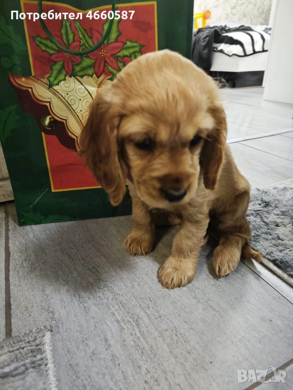 продавам кокер шпаньол – перфектно кутренце с пълен комплект!, снимка 1