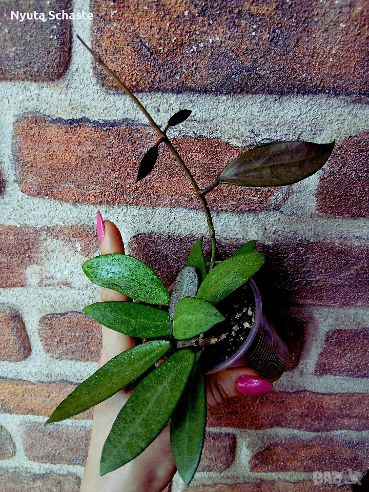 Хоя. Хойя Silver lady xiaojie 003 , снимка 1