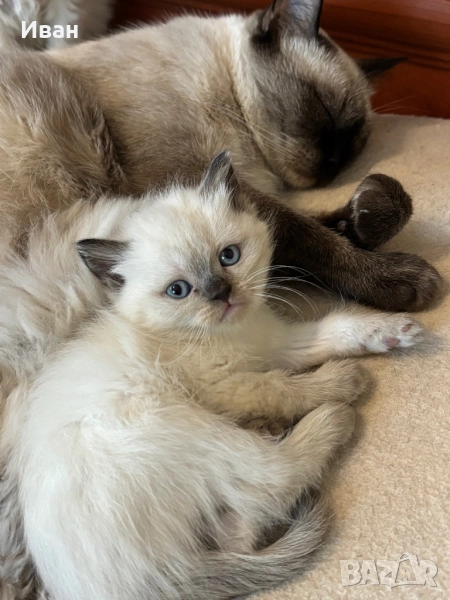 породисто котенце, снимка 1