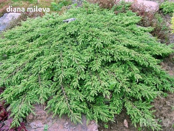 Juniperus Green Carpet, Хвойна Зелен Килим!!!, снимка 1