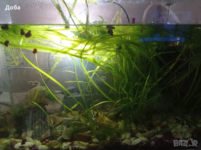 Подарявам водорасли за аквариум, снимка 1