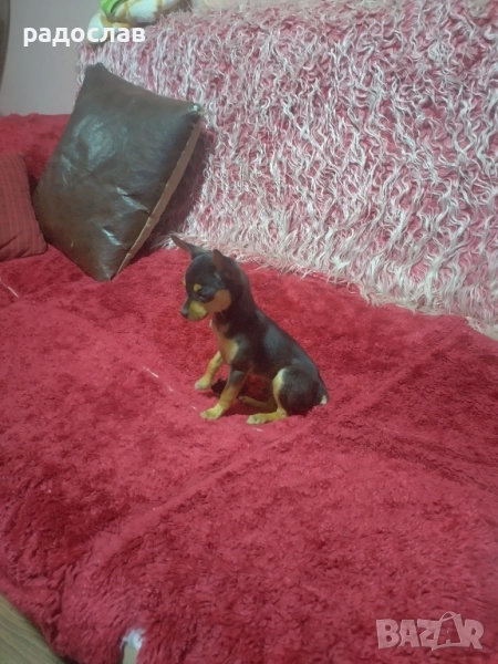мини пинчер , снимка 1