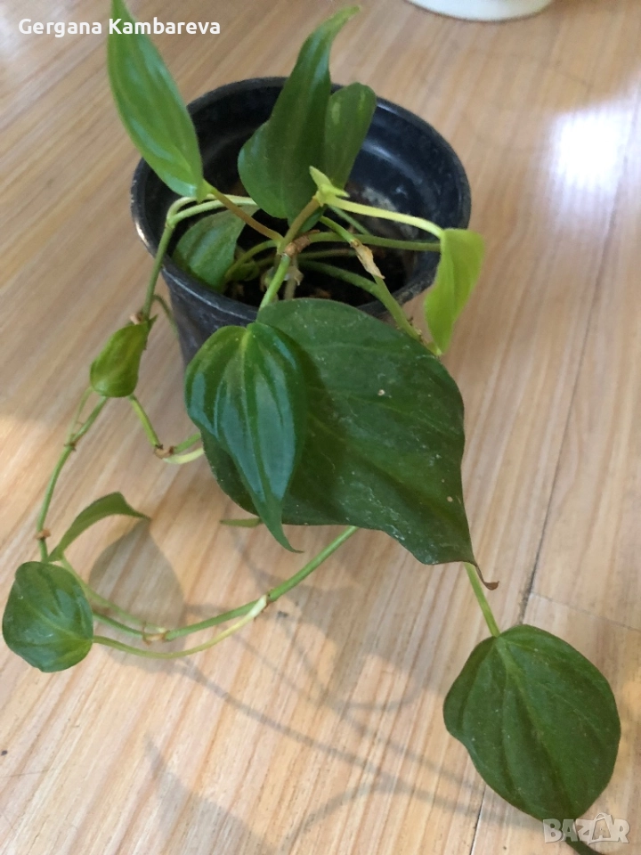 Philodendron Micans , снимка 1
