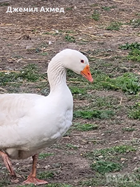 Гъски пилета ярки носачки, снимка 1