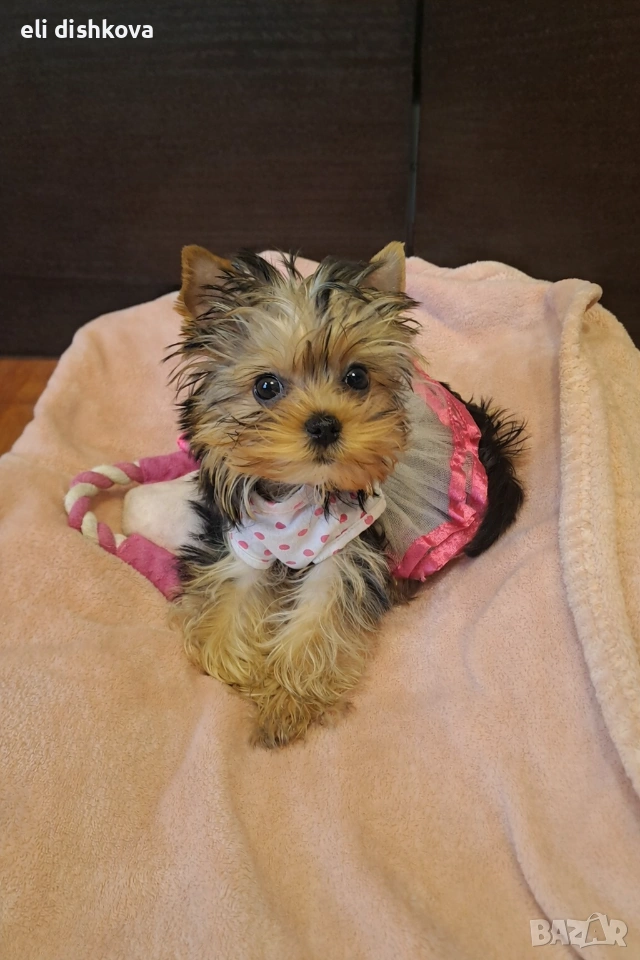 мини йорки , снимка 1
