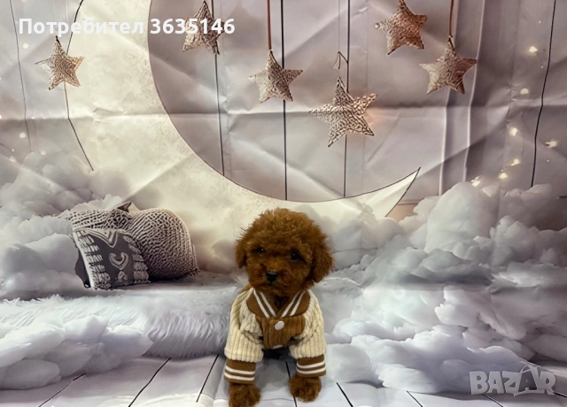 Той пудел / Tou poodle, снимка 2 - Пудели - 53685790