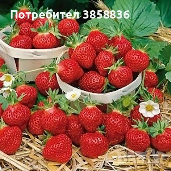 🍓предлагаме елитни расади само эа ценители🍓