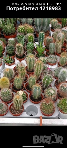 Мини Сукуленти и Мини Кактуси