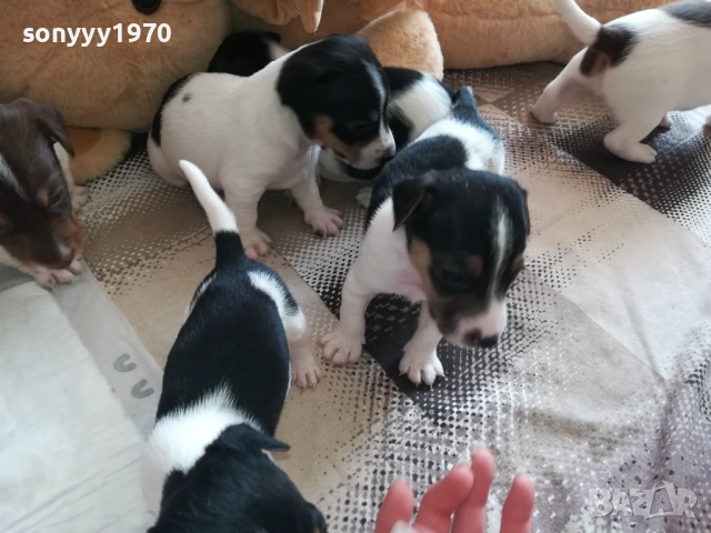 ДЖАК РЪСЕЛ-250ЛВ ЗА КУТРЕ 2409251049, снимка 6 - Джак ръсел териер - 51817566