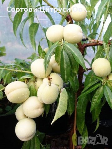 Бяла Нектарина, снимка 2 - Градински цветя и растения - 41587076