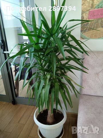 Юка палма, снимка 4 - Стайни растения - 41037064