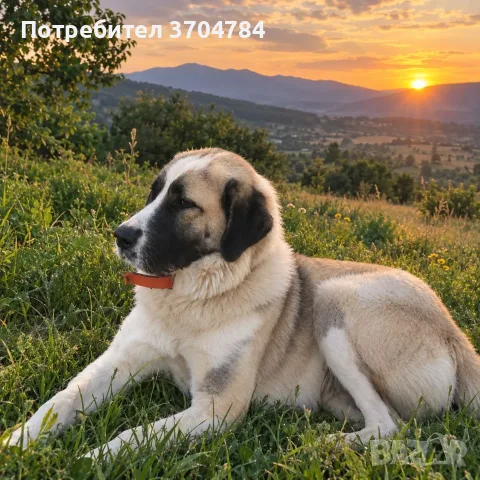 Продавам българска овчарка, снимка 4 - Каракачанска овчарка - 56371331