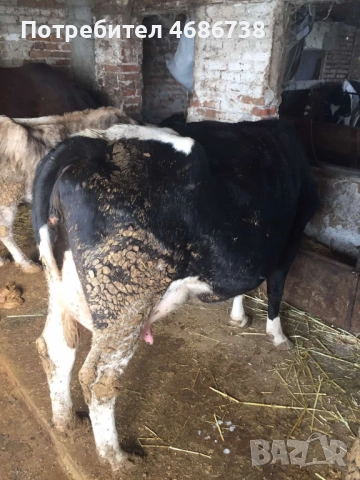 Продавам крави прясно отелени и бременни, снимка 4 - Крави - 52838844