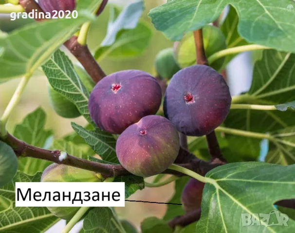 Смокиня  / Разсад Студоустойчиви - Налични 8 сорта, снимка 6 - Градински цветя и растения - 27289924