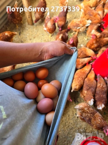 Ломан браун кокошки