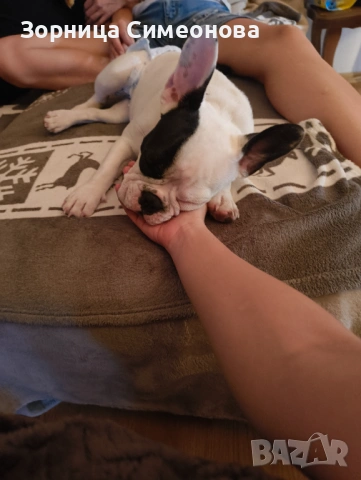 Френско булдоче на 10 месеца., снимка 4 - Френски булдог - 53149355