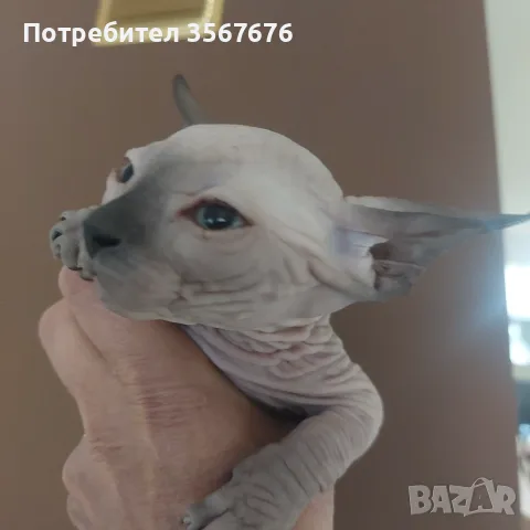 Чистокръвни канадски сфинксове, снимка 11 - Сфинксове - 56105398