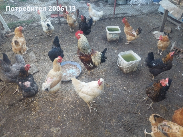 Кокошки и петли от породите ню хемпшер,катунски,светъл съсекс., снимка 4 - други­ - 51654542