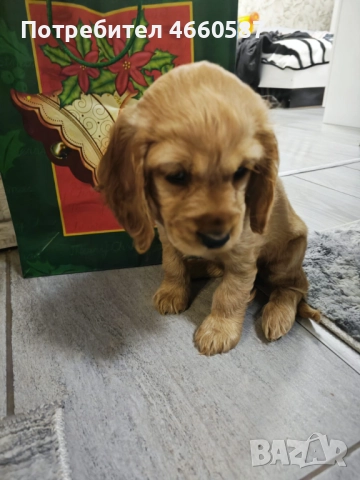 продавам кокер шпаньол – перфектно кутренце с пълен комплект!