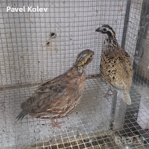 Различни видове екзотични птици , снимка 9 - За птици - 56128993