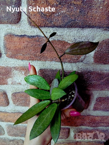 Хоя. Хойя Silver lady xiaojie 003 