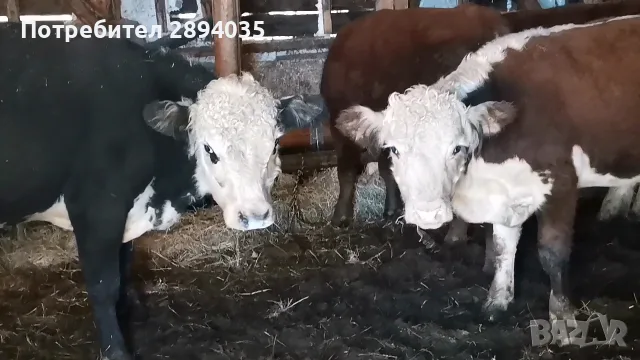 свободни 4 мъжки , снимка 4 - Крави - 56277621