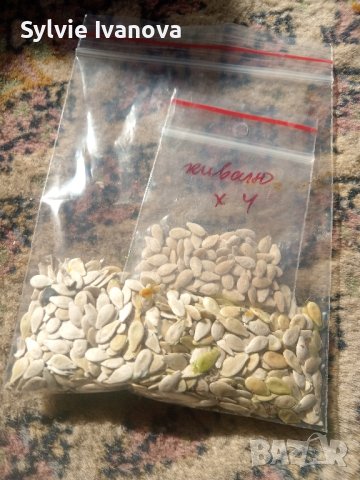 семена и разсад кивано - африканска - рогата краставица, снимка 3 - Сортови семена и луковици - 44397067