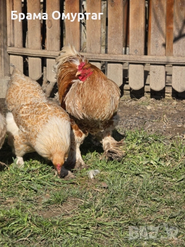 Продавам разплодни яйца от Златно дантелен брама [Buff laced Brahma], снимка 10 - Кокошки и пуйки - 53811364