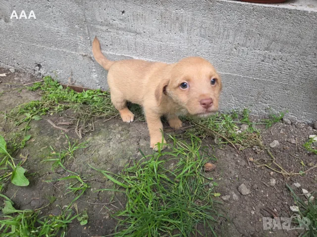 Малки кученца , снимка 6 - Други - 50431062