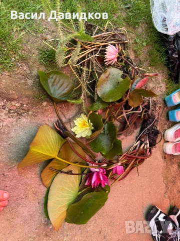 Растения за езеро ,лилии , предлагам и риби езерни , снимка 17 - Други - 50777184