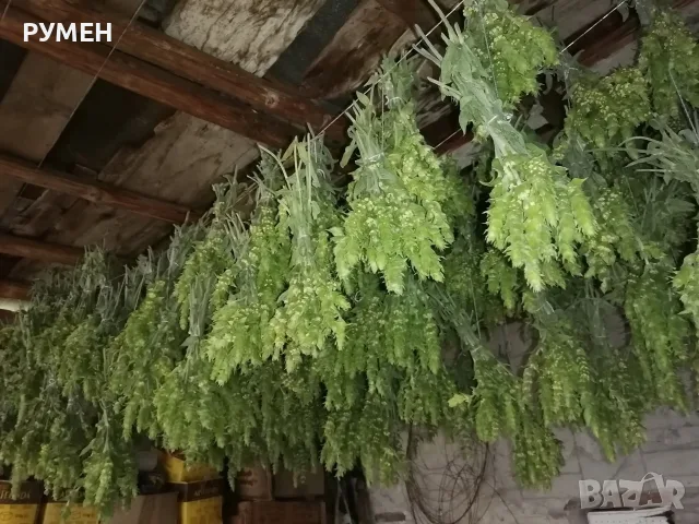 Мурсалски чай от района на Триград , снимка 2 - Домашни продукти - 55832660