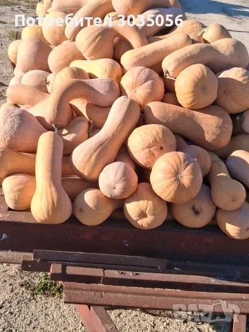 Продавам тикви-цигулки, снимка 2 - Домашни продукти - 56363522