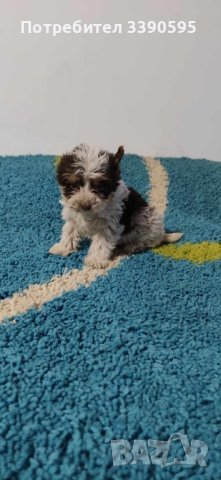 Йоркширски Териер Бивър и Биро 