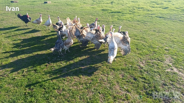 Продават се Домашни Пуйки С.Царацово , снимка 3 - Кокошки и пуйки - 52800604