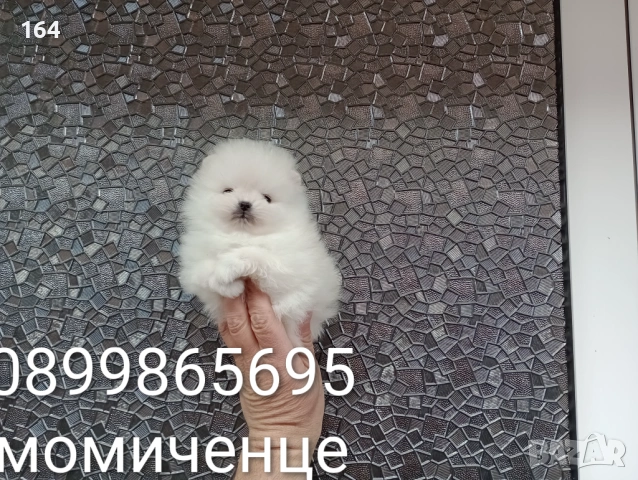 Мини Померани. Реални снимки от днес!!!