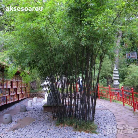 100 бр. ЧЕРНИ бамбукови семена - Phyllostachys nigra - Издръжлив рядък вид вечнозелен черен бамбук, снимка 18 - Сортови семена и луковици - 48993267