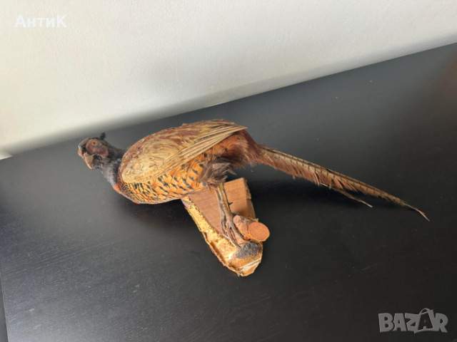 Препариран Фазан , снимка 2 - Други ценни предмети - 51683019