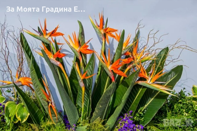 Стрелиция - Кралска , снимка 7 - Градински цветя и растения - 53633337