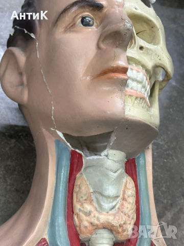 Соц Учебен Модел на Човешко Тяло Торс, снимка 7 - Антикварни и старинни предмети - 53296122