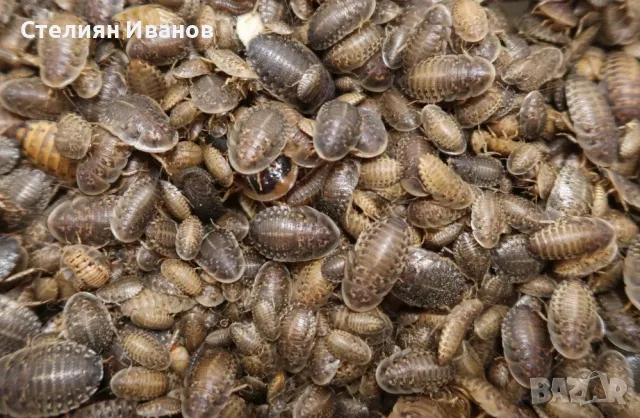 Хлебарки дубия, аржентински хлебарки (Blaptica dubia), снимка 2 - Други - 49533467