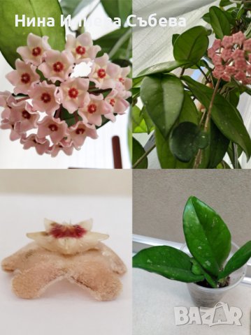 Хоя, восъчно цвете Krinkle, Krimson Queen,Kerrii,Trikolor, Sigillatis,Memoria,Gracilis , Red flower , снимка 13 - Стайни растения - 38144799