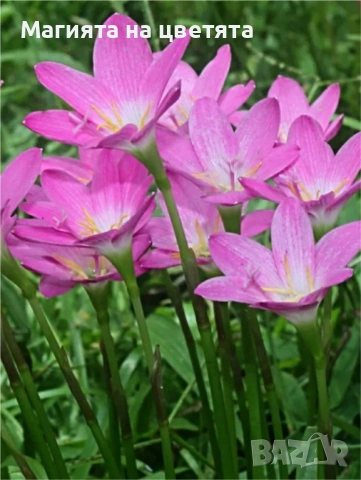 Луковици на бял и розов зефирантес, снимка 2 - Градински цветя и растения - 53472865