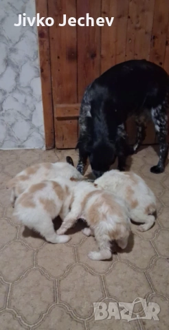 Бретон Шпаньол , снимка 2 - Бретон шпаньол - 52594458