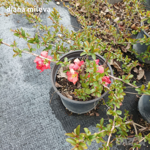 Розова Японска дюля, CHAENOMELES SUPERBA 'PINK TRAIL', снимка 5 - Градински цветя и растения - 39411158
